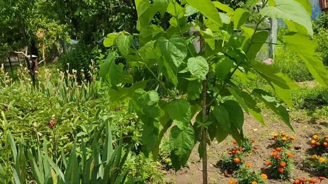 Заготовка на зиму чесночных стрелок/борьба с амброзией/покупка с ОЗОН @oksanaNEWLIFE смотреть онлайн