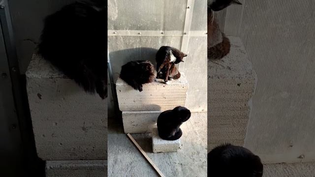 Солнечные котики @oksanaNEWLIFE смотреть онлайн