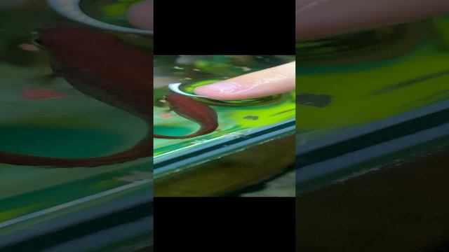 Вот это дружба!!!!!