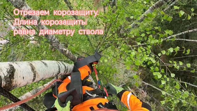 Каблинг - укрепление деревьев при помощи растяжек. Установка второй точки (обучающее видео).