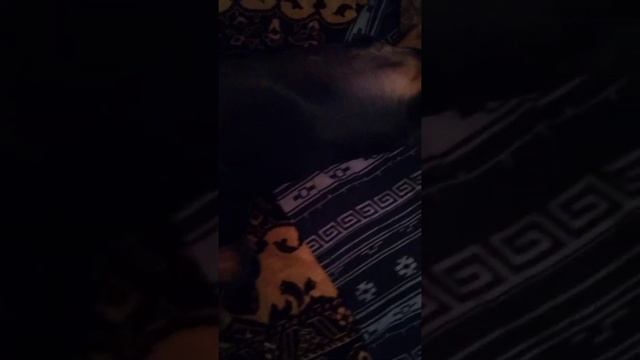 Таксик чилит. Тихий час смотреть онлайн