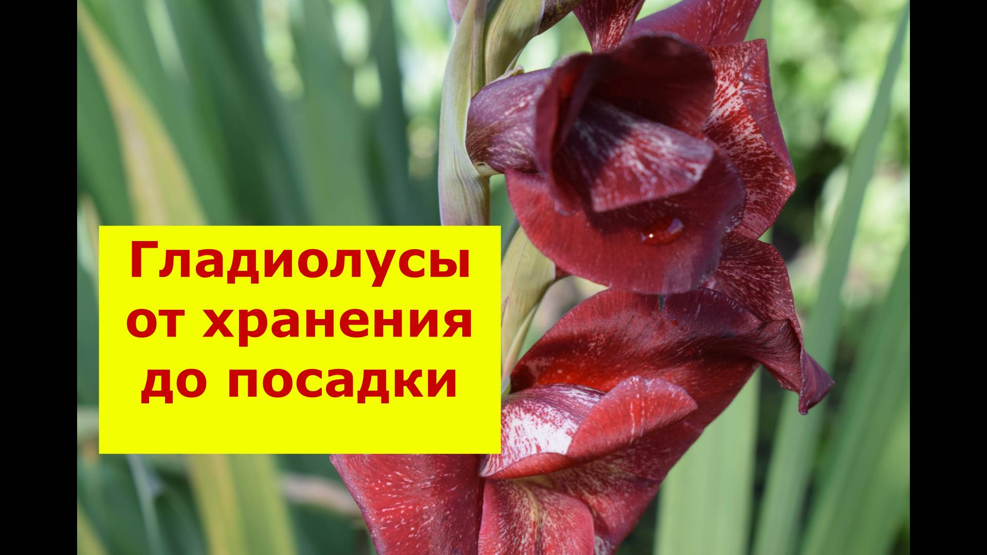 Гладиолусы от хранения до посадки смотреть онлайн