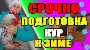 СРОЧНО. Подготовка кур к зиме.