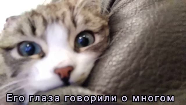 Ему оставалось жить недолго #animal