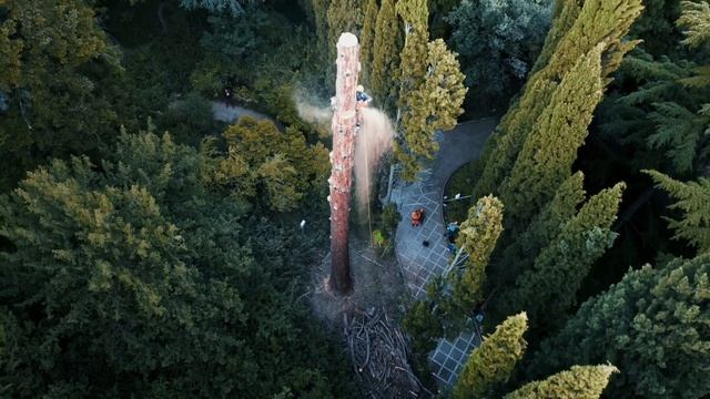 Спил самой старой в России  секвойядендрон 1883 года посадки в Крыму