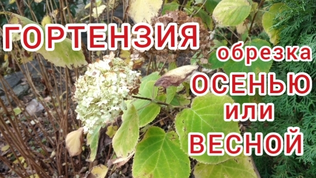 Когда и как обрезать гортензию / Hydrangea смотреть онлайн