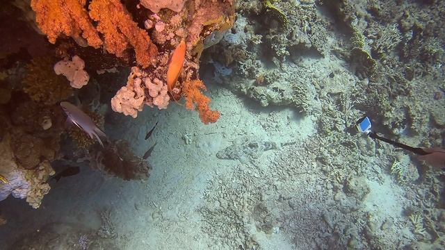 Дайвинг 2024.ира