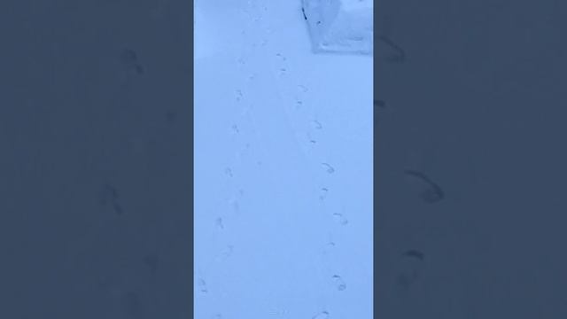 След. Загадочные следы на ... снегу?! Чьи это следы? Напишите своё мнение в комментариях смотреть онлайн