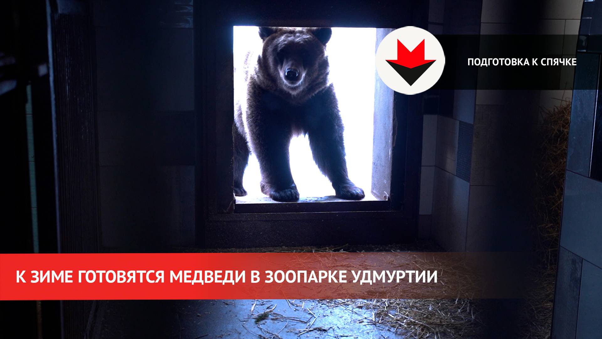 Подготовка медведей в зоопарке Удмуртии к зимней спячке смотреть онлайн