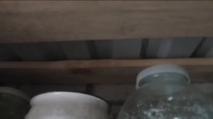 У меня поселился сверчок! Что делать, выгонять или приютить?