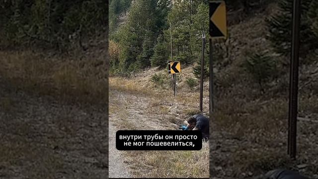 Олени Вайоминга атакуют! смотреть онлайн