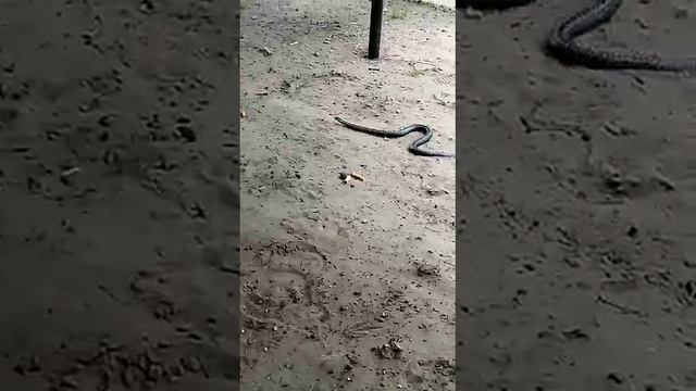 У нас на Урале и такое бывает