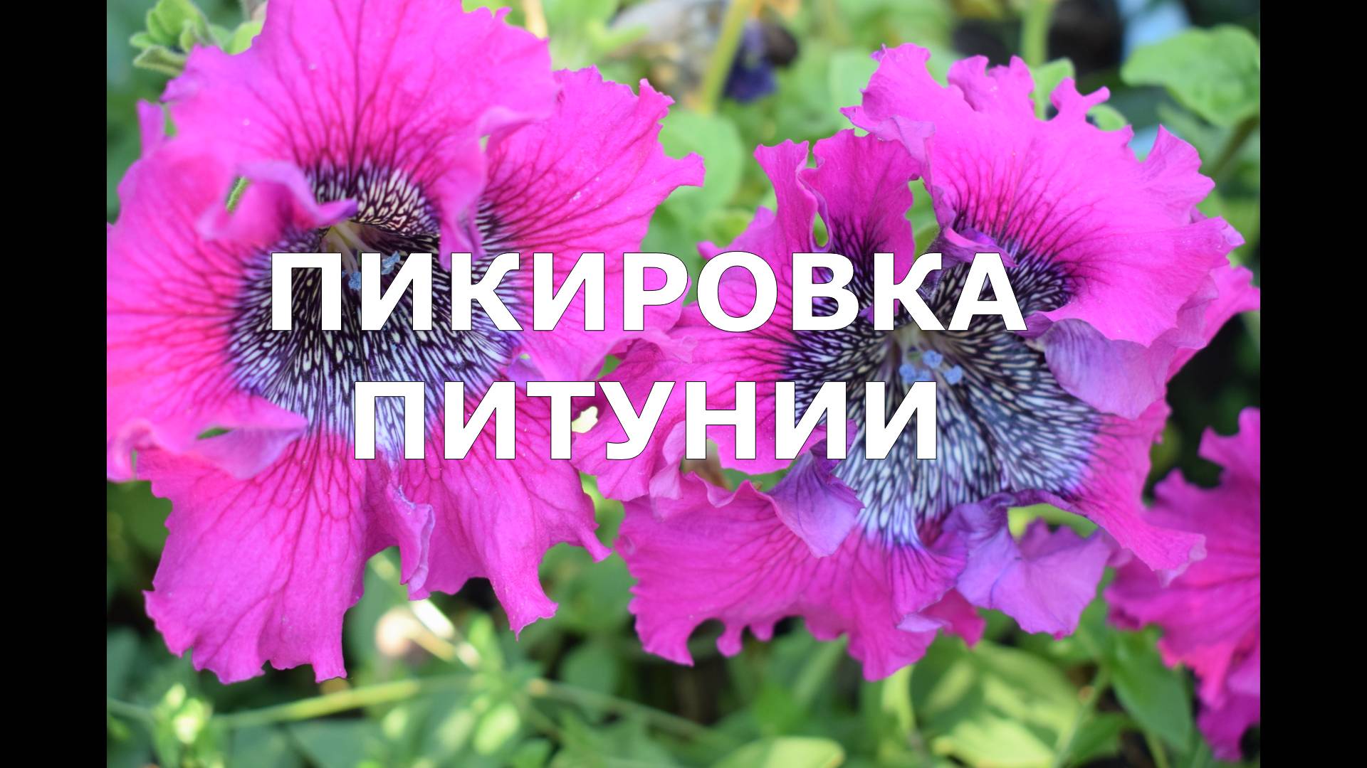 Пикировка петунии смотреть онлайн