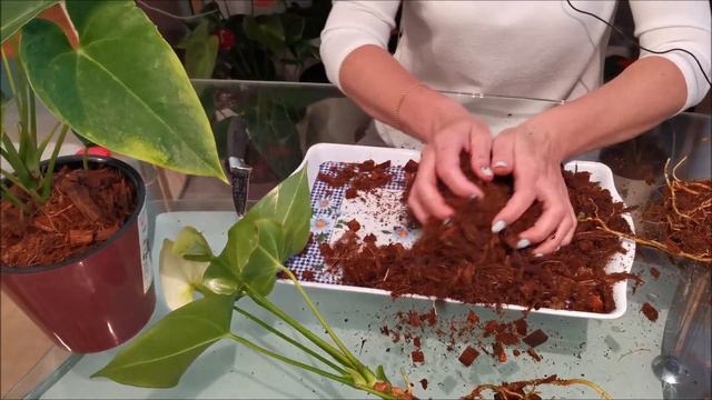 Двум антуриумам Сиерра Вайт и Сиерра Меджик нужна помощь, последствие ошибок в уходе за растениями. смотреть онлайн