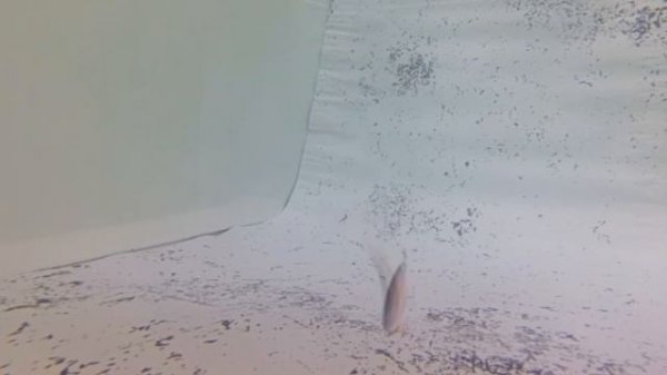 Блесна ECOPRO СУДАЧЬЯ