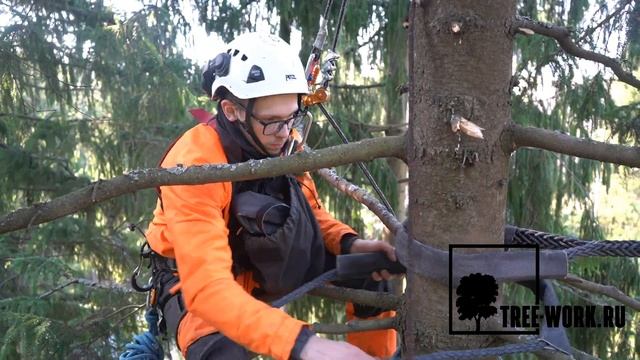 Каблинг - укрепление деревьев системой стабилизации крон Cobra от падения www.Tree-Work.ru смотреть онлайн