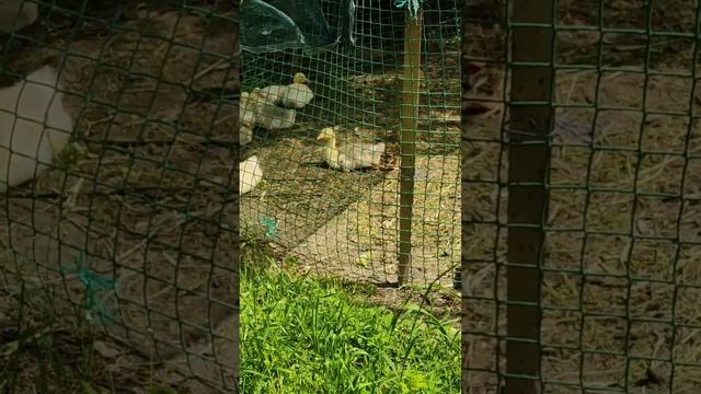 Гусёнок отдыхает @oksanaNEWLIFE смотреть онлайн