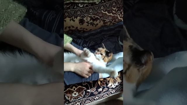 Трёхцветная красотка Люся и малыш Тануки смотреть онлайн