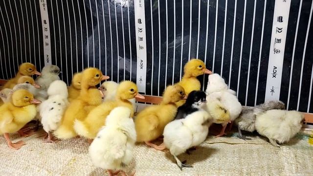 Пополнение в хозяйстве/покупки wildberries/нарезаем рядки под посадку картофеля @oksanaNEWLIFE смотреть онлайн