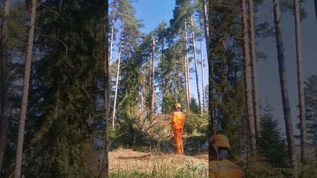 Удаление короедной ели по частям: спил аварийных деревьев на участке