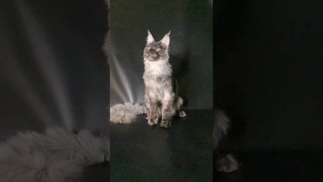 Изящество куна