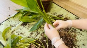 №29. Спатифиллум. Как пересадить старый куст. Пересадка с делением куста.