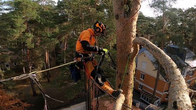 Укрепление деревьев от падения, каблинг