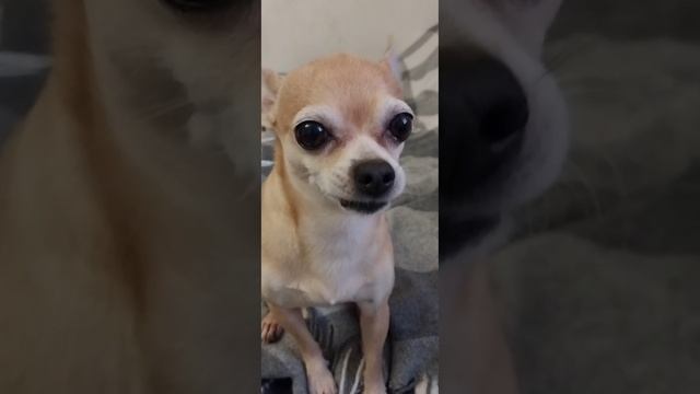 Мой Чарли❤️