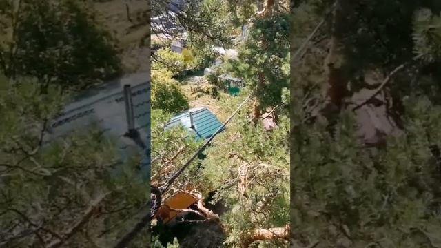 Каблинг -  укрепление деревьев от падения системой стабилизации крон и стволов деревьев Кобра