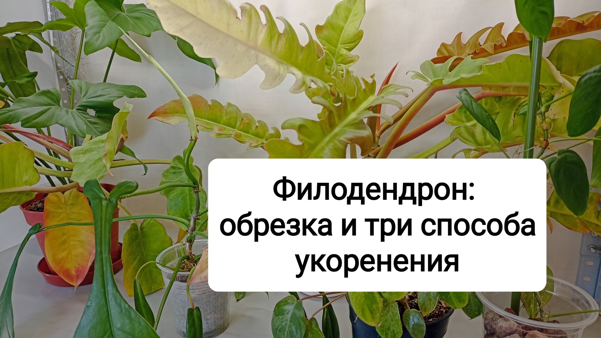 Филодендрон: обрезка и три способа укоренения