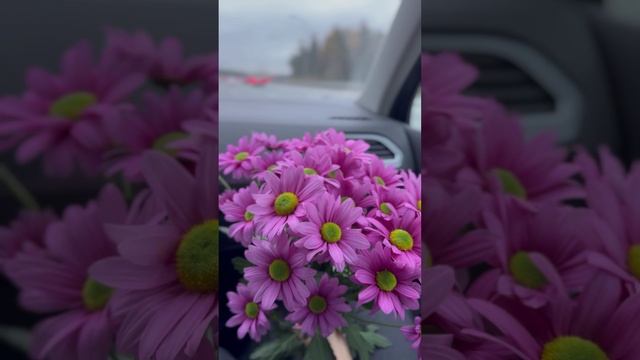 Хризантемы🌸#shorts смотреть онлайн