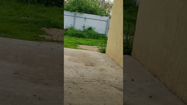 Дождик не дал в травке поспать @oksanaNEWLIFE смотреть онлайн