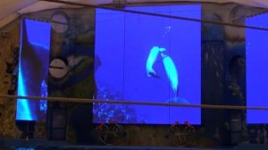 Дельфинарий Немо Одесса.Полное видео представления.#NEMO