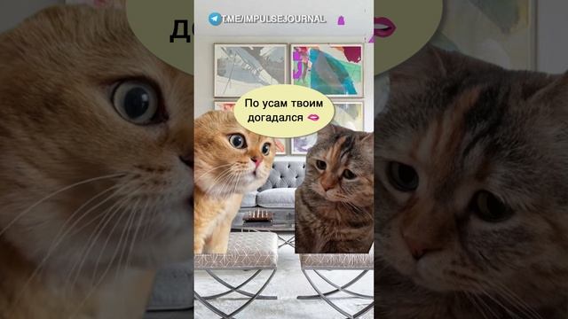 Ненаглядная #мыкотики #вмем #разговор #анекдот #шутки #кот #юмор #смешное #прикольно #мемы #cat смотреть онлайн