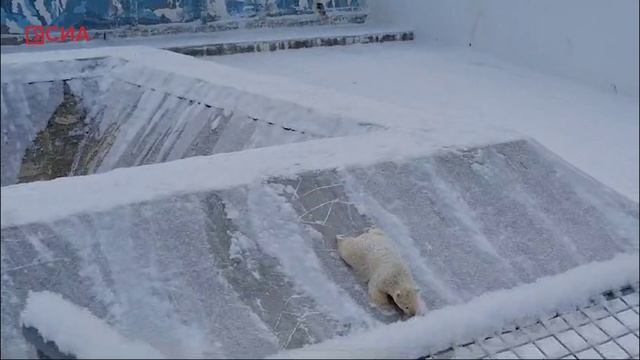 Белые медвежата Вилюй и Яна скатываются с бортиков бассейна как с горки смотреть онлайн