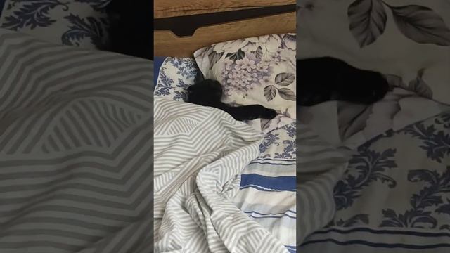 Граф Касейкин @oksanaNEWLIFE смотреть онлайн