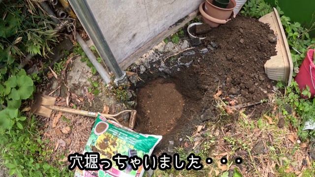 【八重咲藤を棚の横に植えてみた】こっちちゃんねる смотреть онлайн