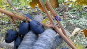 Чёрная пантера, прививка этого года