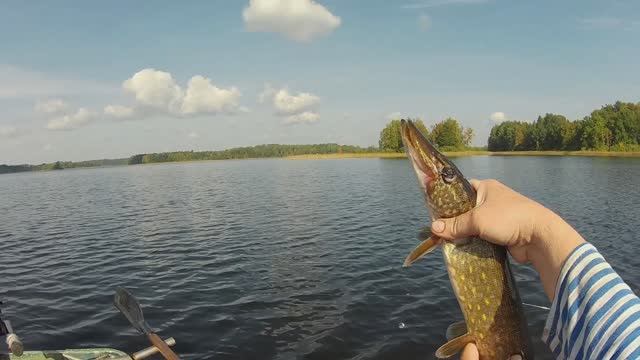 Рыбалка 2024 на перемёт ,на резинке-по Селигерски.Как правильно сделать,оснастить и поставить.