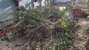 Куда девать ветки после осенней обрезки сада. Безотходное производство в саду.