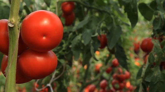 Московский селекционный центр Агрофирмы Поиск