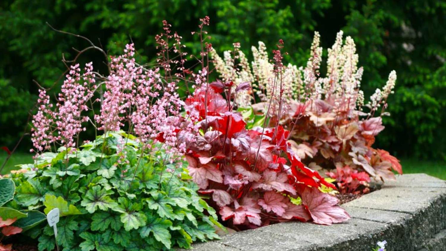 НУЖНО ЛИ ОБРЕЗАТЬ МНОГОЛЕТНИКИ ОСЕНЬЮ?! смотреть онлайн