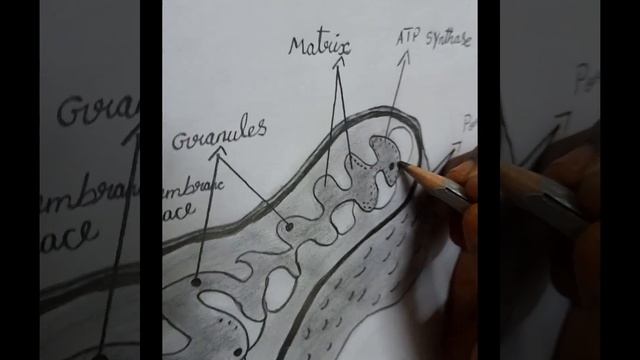 MITOCHONDRIAL DNA смотреть онлайн