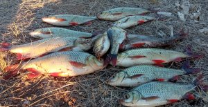 ОТ ТАКОГО КЛЕВА НЕВОЗМОЖНО ОТОРВАТЬСЯ! ЖОР ПЛОТВЫ И КРАСНОПЕРКИ УДИВИЛ! Рыбалка на поплавок.