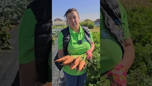 Почему морковь плохо хранится? Когда убирать морковь и как правильно хранить.