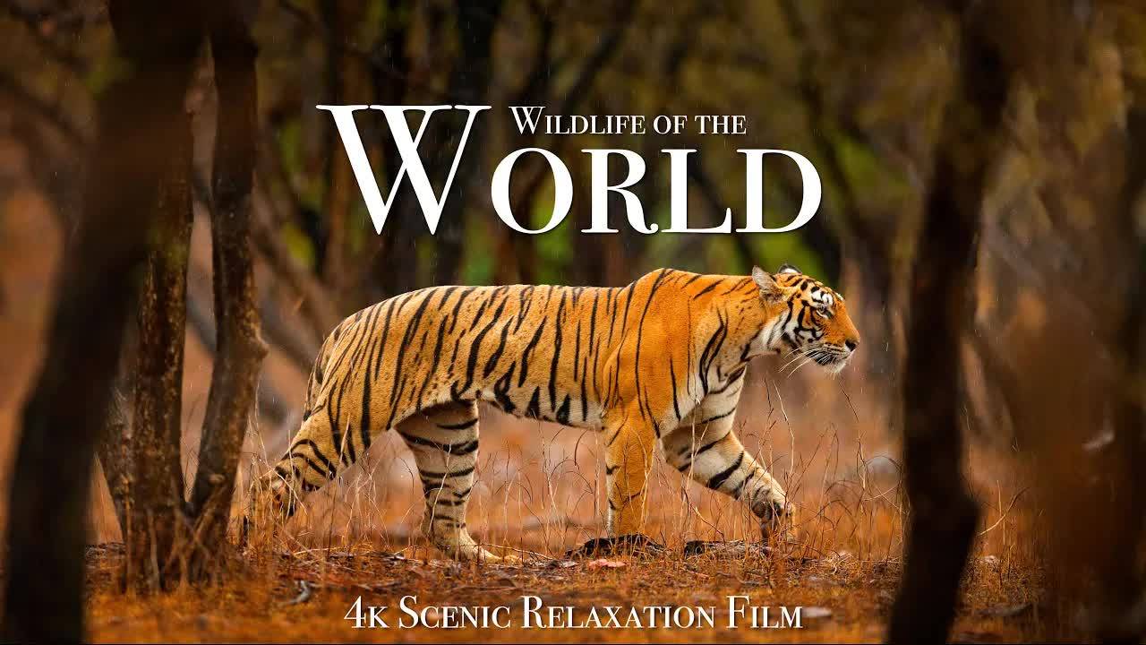 Wildlife of the World 4K - Scenic Animal Film With Inspiring Music смотреть онлайн
