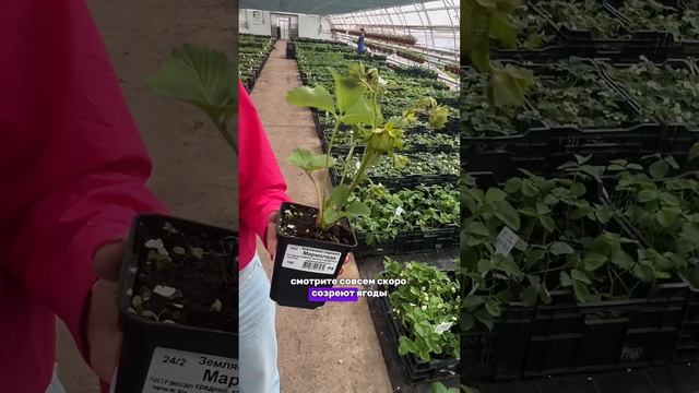 ЭТУ ЗЕМЛЯНИКУ можно высаживать все лето! 100% приживаемость рассады земляники.