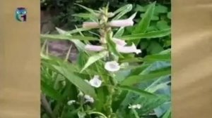 Кунжут (Сезам, Масляное растение)