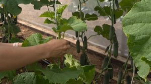 Как продлить плодоношение огурцов. Пошаговое опускание плети огурцов.