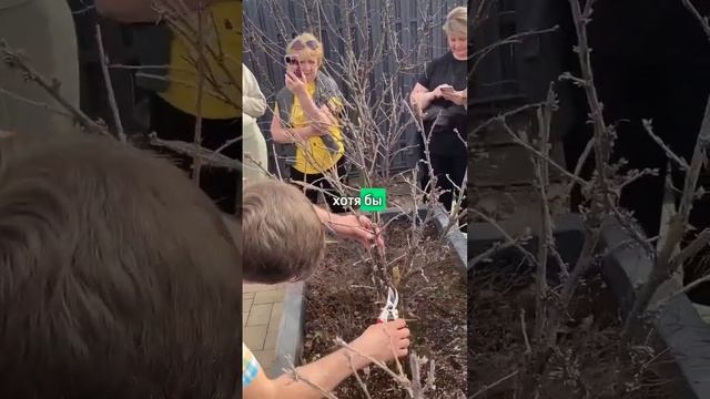 Омолаживаем смородину на штамбе весной. Правильная обрезка смородины весной: какие ветки обрезать.